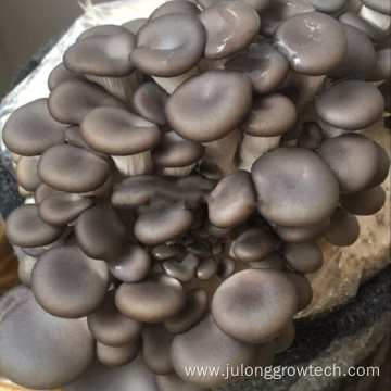 Agricultural Multi span Mushroom blackout greenhouse